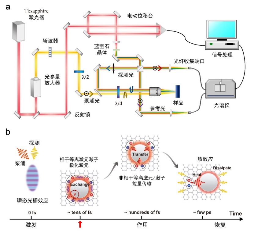 图2：Ag ND-WS₂ plexciton体系的超快动力学研究